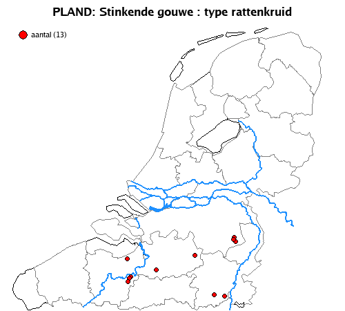 rattenkruid